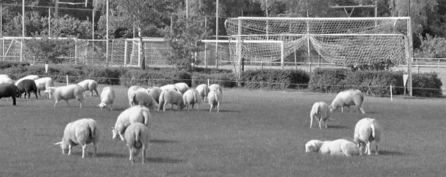 XL27-PurmersteijnSchapen-1