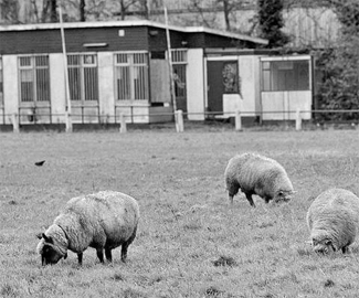 XL27-PurmersteijnSchapen-2