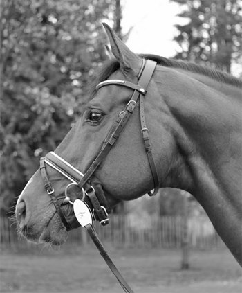 XL15-InnovationXL-paard